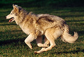 DOG 01 RK0209 14
Profile Of Wolf Hybrid Running On Grass