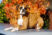 DOG 01 RK0217 03
Boxer Laying On Top Of Car By Autumn Trees