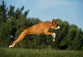DOG 01 RK0218 04
Profle Of Boxer Running On Grass
