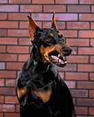 DOG 01 RK0228 01
Shoulder Shot Of Doberman Pinscher Sitting Growling Brick Background