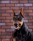 DOG 01 RK0228 05
Shoulder Shot Of Doberman Pinscher Sitting Growling Brick Background