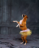 DOG 01 RK0234 10
Humorous Shot Of Boxer In Tutu Studio