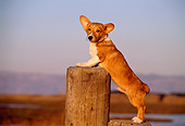 DOG 01 RK0249 05
Profile Of Welsh Corgi Climbing On Pier At Marsh At Dusk