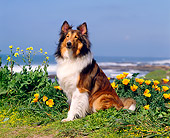 DOG 01 RK0253 06
Profile Of Shetland Sheepdog Sitting By Yellow Flowers At Coast