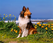 DOG 01 RK0254 03
Shetland Sheepdog Sitting By Yellow Flowers At Beach