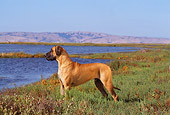DOG 01 RK0259 02
Profile Shot Of A Great Dane Standing In Marsh By Water
