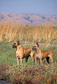 DOG 01 RK0260 05
Great Danes Standing On Marsh