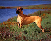 DOG 01 RK0262 03
Profile Shot Of Great Dane Standing On Marsh By Water