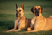 DOG 01 RK0264 01
Two Great Danes Laying On Grass At Dusk