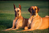 DOG 01 RK0264 12
Two Great Danes Laying On Grass At Dusk