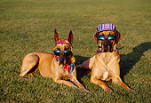 DOG 01 RK0267 12
Humorous Shot Of Two Great Danes
Wearing Sunglasses Bandanas And Hat On Grass