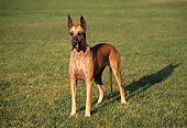DOG 01 RK0273 01
Great Dane Standing On Grass At Park
