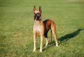 DOG 01 RK0273 04
Great Dane Standing On Grass At Park