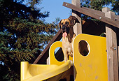 DOG 01 RK0279 01
Great Dane Standing On Top Of Slide Trees Blue Sky
