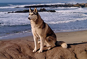 DOG 01 RK0291 01
Siberian Husky Sitting On Top Of Rock At Beach
