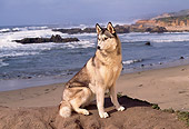 DOG 01 RK0291 09
Siberian Husky Sitting On Top Of Rock At Beach