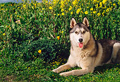 DOG 01 RK0295 03
Siberian Husky Laying On Grass By Yellow Flowers