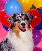 DOG 01 RK0309 02
Head Shot Of Australian Shepherd By Balloons Pink Seamless Studio