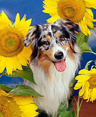 DOG 01 RK0310 02
Close-Up Of Australian Shepherd Sitting Surrounded By Sunflowers