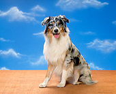 DOG 01 RK0312 03
Australian Shepherd Sitting Facing Camera Blue Sky Clouds Background