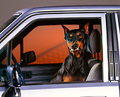 DOG 01 RK0313 02
Head Shot Of Doberman Sitting In Car Growling Studio