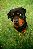 DOG 01 RK0332 03
Wide Angle Shot Of Rottweiler On Grass Looking Up At Camera