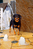 DOG 01 RK0352 04
Rottweiler Standing By Water Fountain