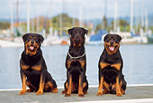 DOG 01 RK0363 05
Rottweiler Dogs Sitting Together On Boat Dock