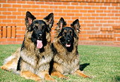 DOG 01 RK0382 04
Two German Shepherds Laying On Grass By Red Brick Building