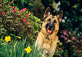 DOG 01 RK0393 08
Head Shot Of German Shepherd Sitting In Flower Garden