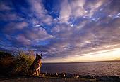 DOG 01 RK0420 01
Wide Angle German Shepherd Sitting On Dirt By Water And Bushes Cloudy Sky