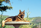 DOG 01 RK0429 04
Profile Of German Shepherd Laying On Round Patio Table