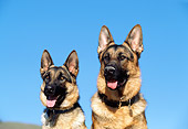 DOG 01 RK0432 05
Head Shot Of Two German Shepherd Dog Sitting Blue Sky