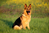 DOG 01 RK0441 10
German Shepherd Sitting On Grass At Dusk