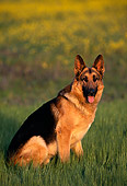 DOG 01 RK0441 20
German Shepherd Sitting On Grass At Dusk