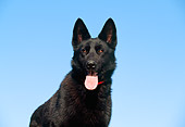 DOG 01 RK0457 04
Close-Up Of Black German Shepherd Facing Camera Blue Sky