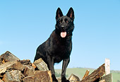 DOG 01 RK0459 03
Black German Shepherd Standing On Woodpile Blue Sky