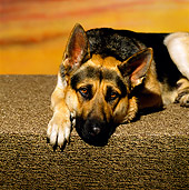 DOG 01 RK0471 01
German Shepherd Laying On Carpeted Step Sunset Studio