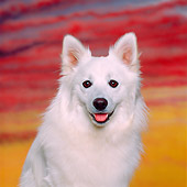 DOG 01 RK0477 05
Head Shot Of American Eskimo Sitting Sunset Studio