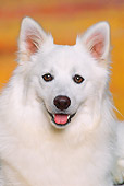 DOG 01 RK0480 03
Head Shot Of American Eskimo Studio