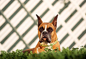 DOG 01 RK0485 02
Head Shot Of Boxer Laying Facing Camera