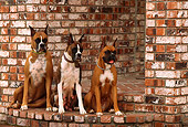 DOG 01 RK0494 07
Three Boxers Sitting On Brick Steps