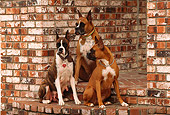 DOG 01 RK0494 12
Three Boxers Sitting On Brick Steps