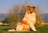 DOG 01 RK0510 04
Rough Collie Sitting On Grass Mountains Background