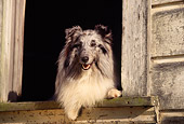 DOG 01 RK0515 07
Head Shot Of Shetland Sheepdog By Barn Window