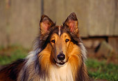 DOG 01 RK0527 04
Close Up Head Shot Of Sable Rough Collie Facing Camera Wooden Fence Background