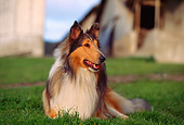 DOG 01 RK0528 01
Sable Rough Collie Laying  On Grass
