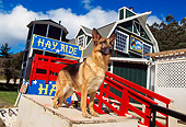 DOG 01 RK0529 04
German Shepherd Standing By Barn