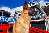 DOG 01 RK0530 01
Head Shot Of German Shepherd By Barn
