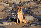 DOG 01 RK0542 04
German Shepherd Sitting On Wet Sand By Rocks Facing Camera